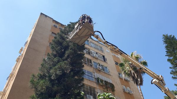 Read more about the article כפר סבא: מבצע הרואי לחילוץ חתול מעץ בגובה 18 מטר