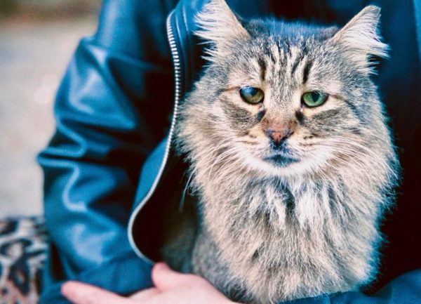 Read more about the article מזעזע: כלב רצח חתולה בשיניו והבעלים של הכלב ברח מהמקום ליד גן הזכרון בכפר סבא