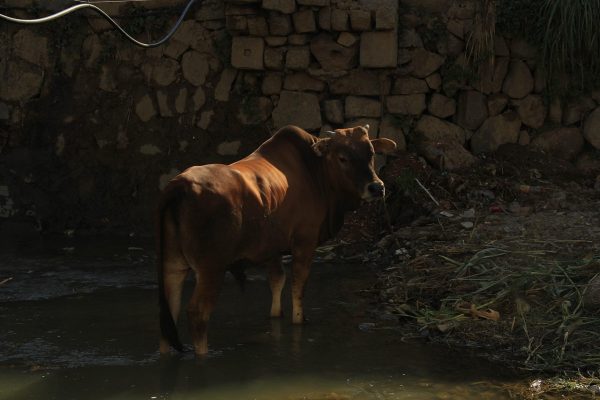 Read more about the article מה שקורה בטירה: כתב אישום נגד 2 אחים שייצרו מטעני צינור הכוללים חומרי נפץ שביכולתם להמית אדם