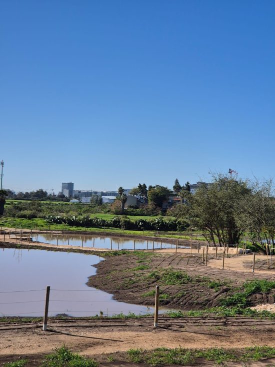 חגיגת ט״ו בשבט קהילתית וירוקה במיוחד- פתיחת הפארק האקולוגי החדש במזרח העיר